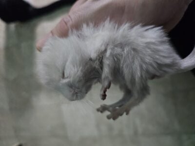 4 chinchillas