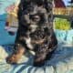Mini Cockapoo