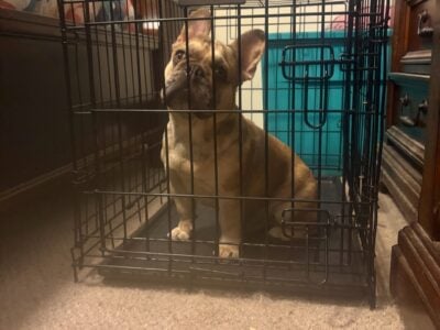 Frenchie (fluffy carrier)