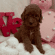 Sweet Mini Doodles – Ready for New Homes