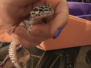 lavi the leopard gecko