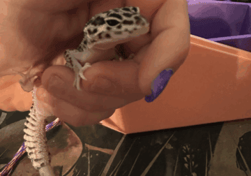 lavi the leopard gecko