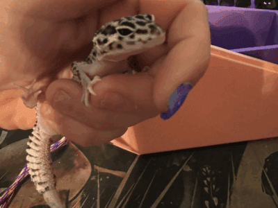 lavi the leopard gecko