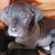 Great dane puppies