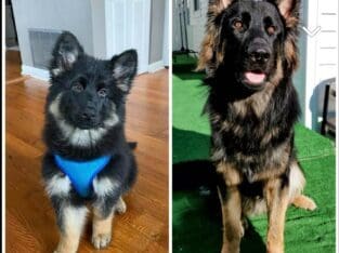 Rehome