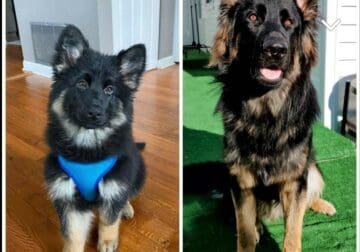 Rehome