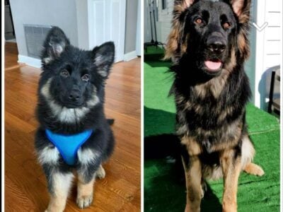 Rehome