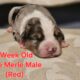 Australian Shepherd Puppies ASDR