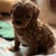 Cavapoo puppies