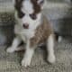 Ponsky puppies