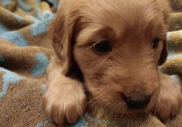 Golden Retriever needs a new home