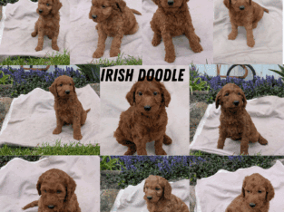 IRISH DOODLE PUPS BORN MARCH 27