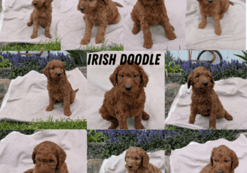 IRISH DOODLE PUPS BORN MARCH 27