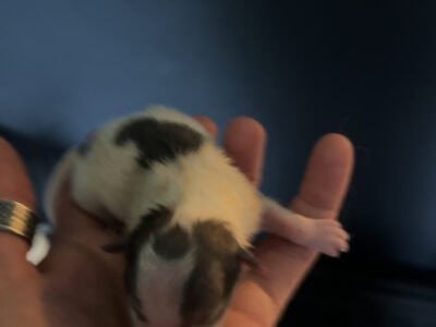 Pomeranian puppies for sale