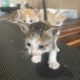 5 4-week-old kittens