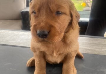 Golden Retriever Puppies