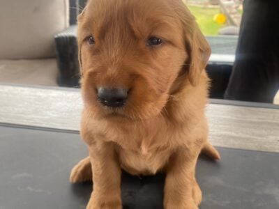 Golden Retriever Puppies