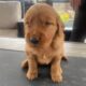 Golden Retriever Puppies