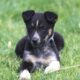German Shepherd/Australian Shepherd Puppies