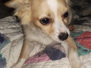 Miso – NE Oklahoma – Male