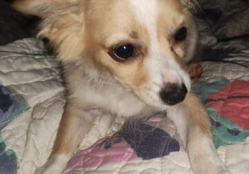 Miso – NE Oklahoma – Male