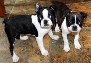 Boston Terrier puppies, AKC registered