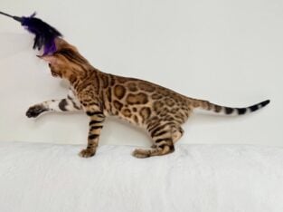 Bengal male