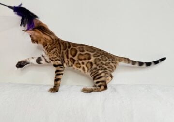 Bengal male