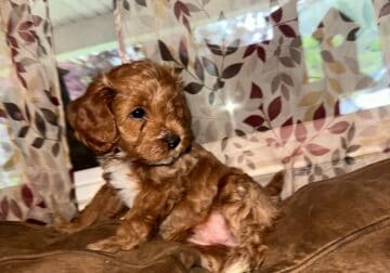 Cavapoo puppy