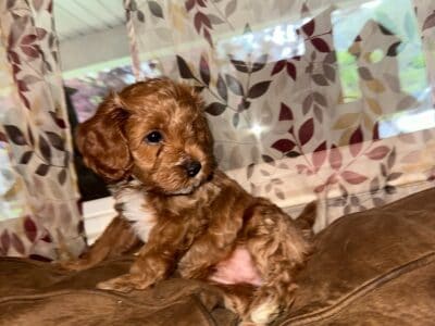 Cavapoo puppy