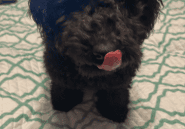 Labor Doodle 4 Months $1,300