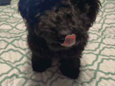 Labor Doodle 4 Months $1,300