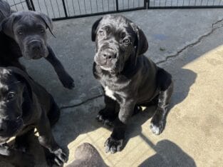 Nyx – Italian Mastiff