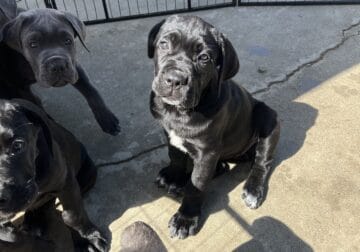 Nyx – Italian Mastiff
