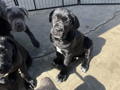 Nyx – Italian Mastiff