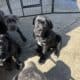 Nyx – Italian Mastiff