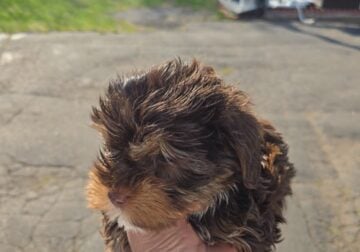 Akc Yorkies Chocolate