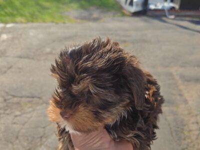 Akc Yorkies Chocolate