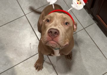 Rehome American Bully Pitbull