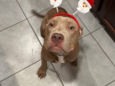 Rehome American Bully Pitbull