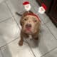 Rehome American Bully Pitbull