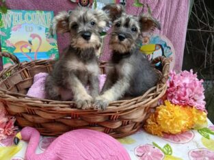 Adorable Female Miniature Schnauzers
