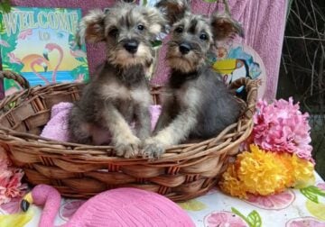 Adorable Female Miniature Schnauzers