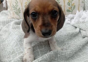 Miniature Dachshunds