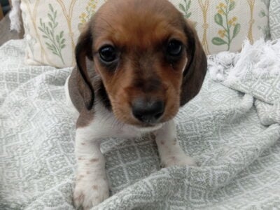 Miniature Dachshunds