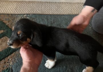 Basset Hound and Australian Shepherd