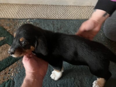 Basset Hound and Australian Shepherd