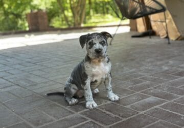 ABKC XL Bully Blue Merle Female