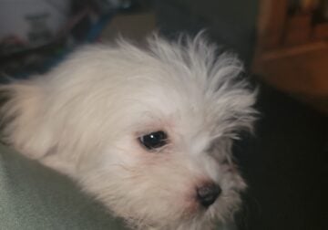 Puppup