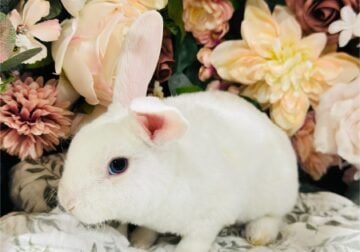 Purebred Mini Plush Lops